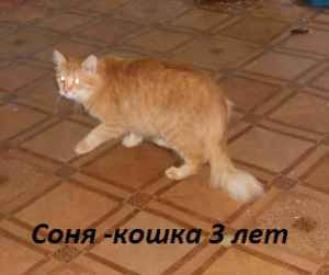 Соня-кошка-3года