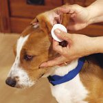 ear-cleaning_small