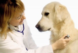 veterinarnie-kliniki-minska-1